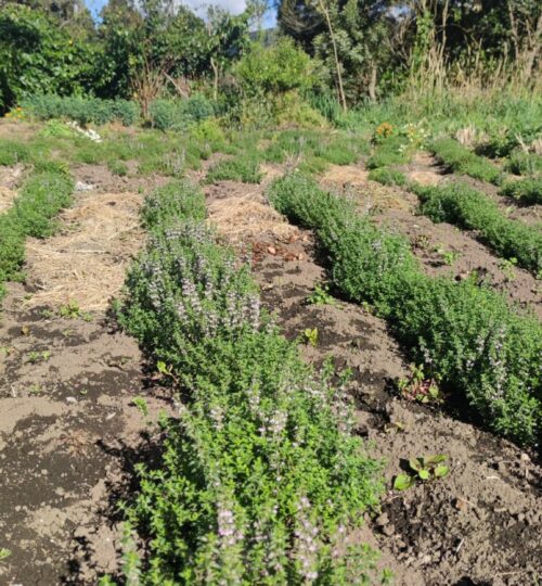 Cultivo de tomillo, se usa para tratar dolores de estomago junto con leche de vaca, y la preparación de condimentos.