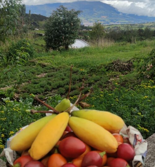 Cultivo de tomate de árbol y curuba.