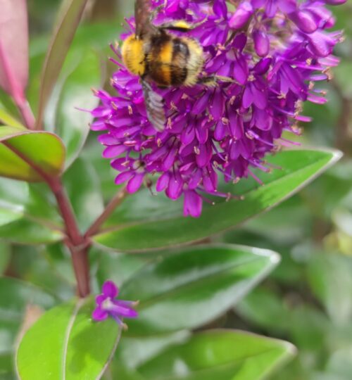 La región aun conserva gran variedad de fauna y flora.