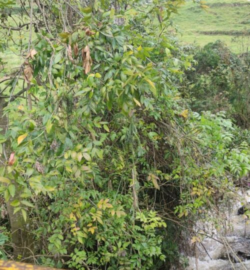 Gran variedad de recursos naturales.