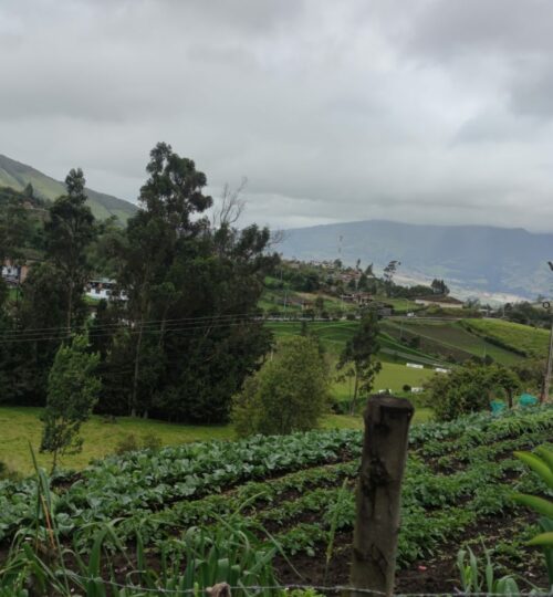 Hay gran variedad de cultivos de verduras.