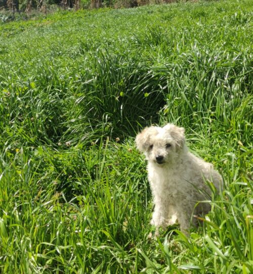 La región cuenta con tierras aptas para el cultivo de pastos.