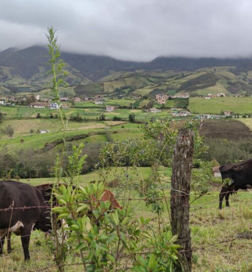 Tierras aptas para la cría de ganado.