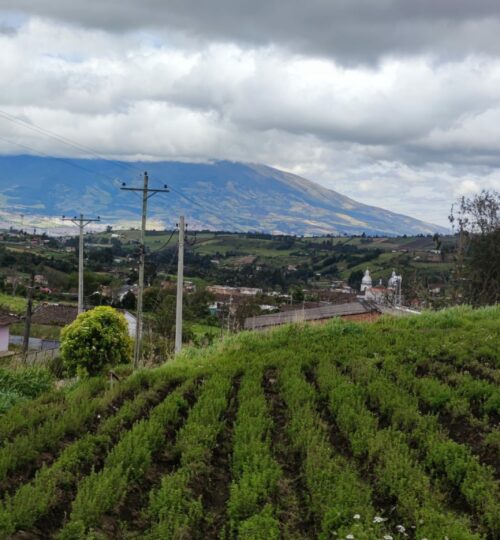 Cultivo de orégano